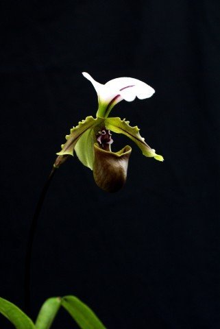 Paphiopedilum spicerianum