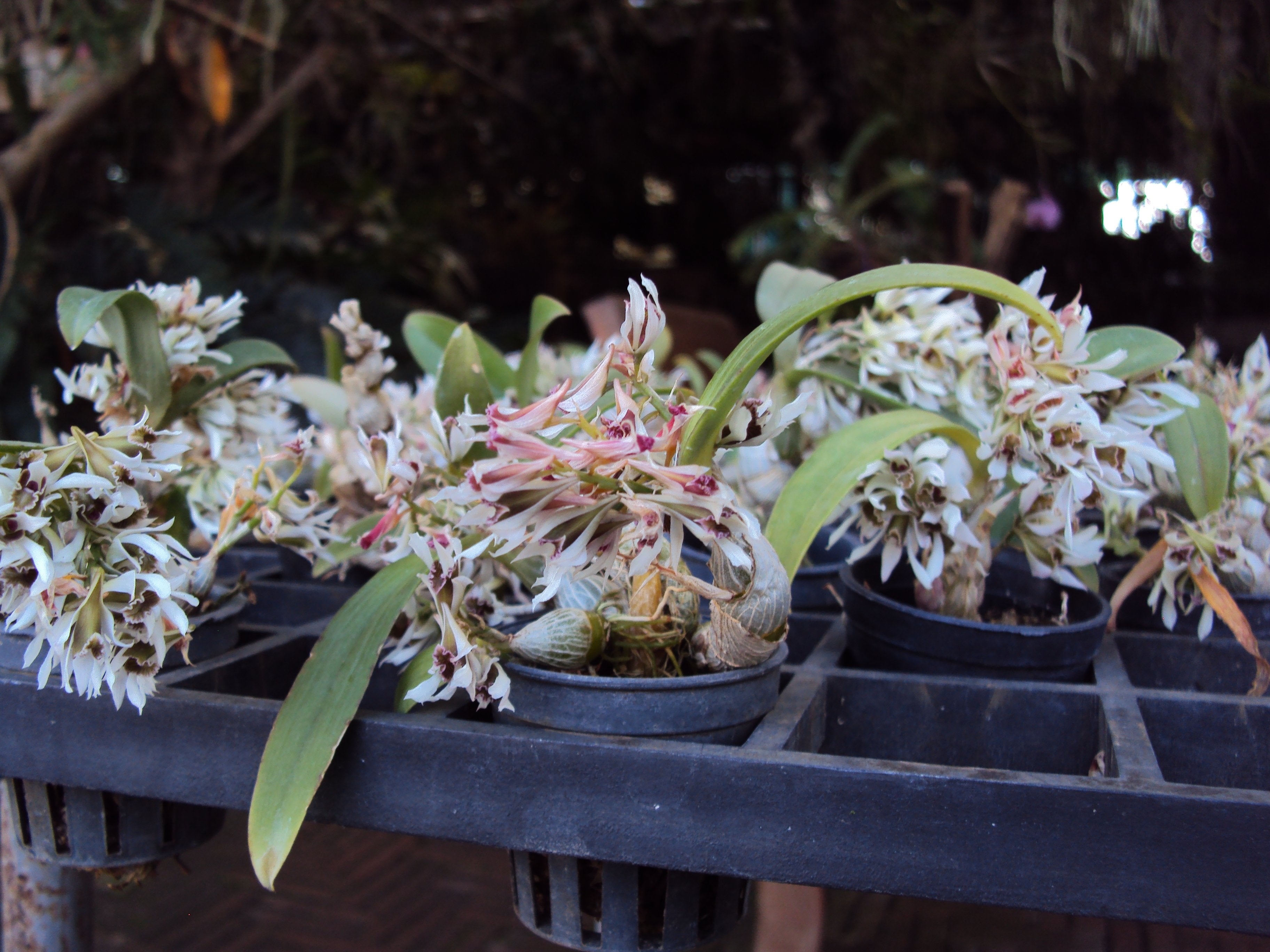 Dendrobium peguanum "Big Plant"