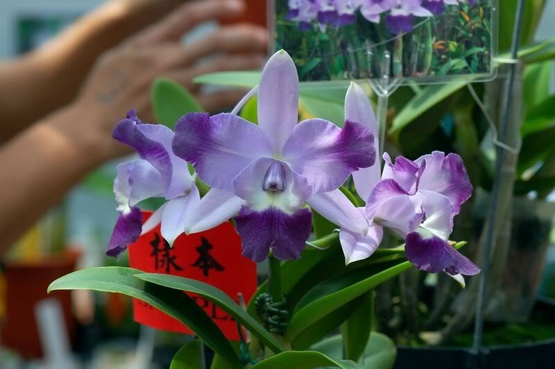 Laeliocattleya Cariads Mini Quinee "Angel Kiss"
