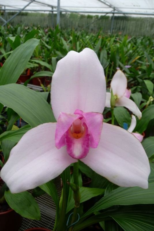 Lycaste skinneri "Big"