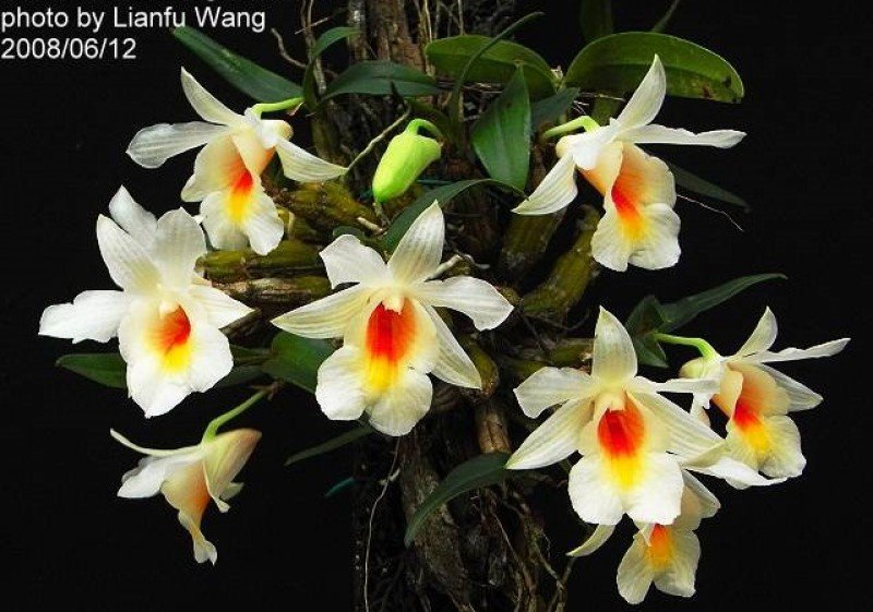 Dendrobium margaritaceum