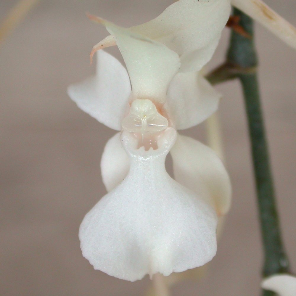 Aerangis kotschyana "Big Plant"