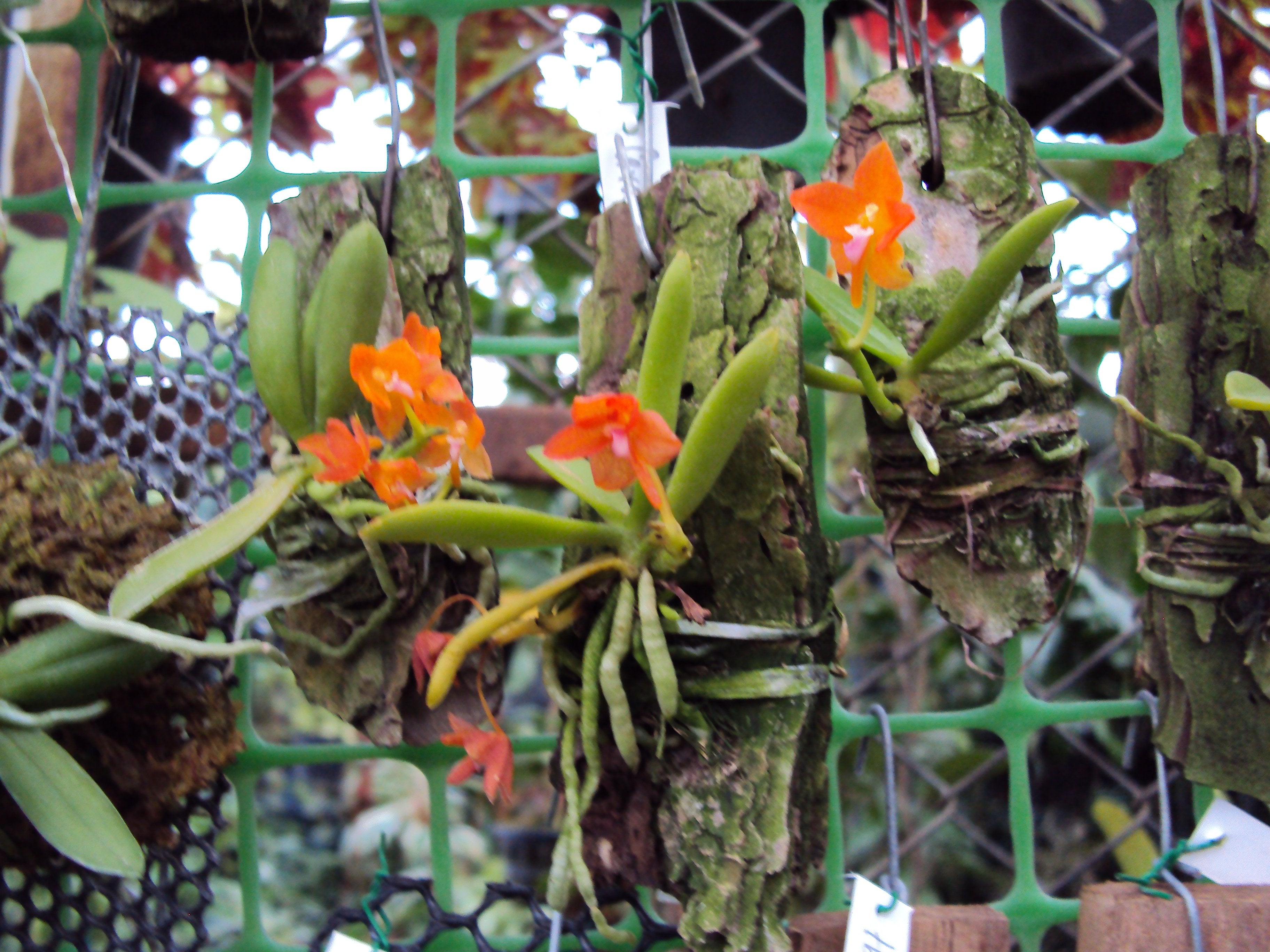 Ceratocentron fesselii