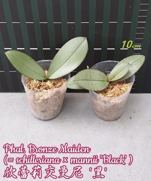 Phalaenopsis Bronze Maiden 欣蕾莉交曼尼 '黑' (Phal. schilleriana x Phal. mannii "Black")