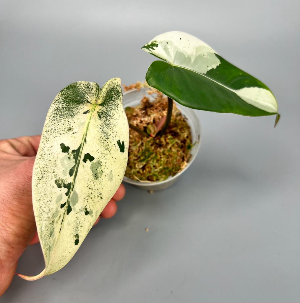 Philodendron ilsemanii (2 Leaves) Highly Variegated