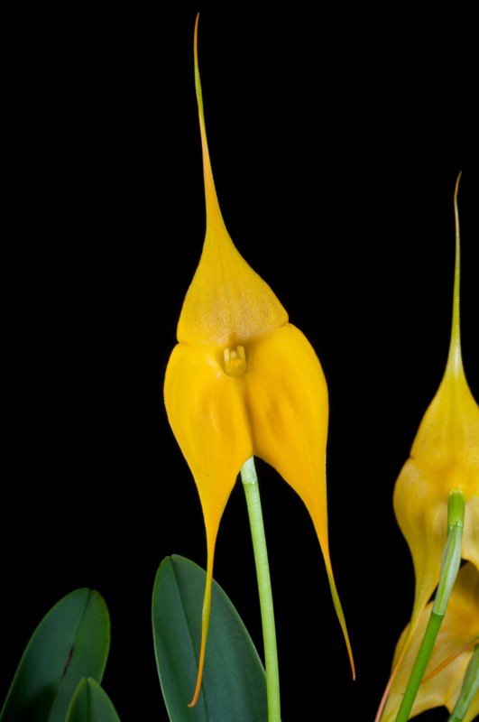 Masdevallia Highland Yellowhing