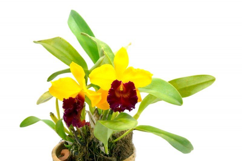 Blc. Alma Kee "Tipmalee" AM/AOS (Big Plant)