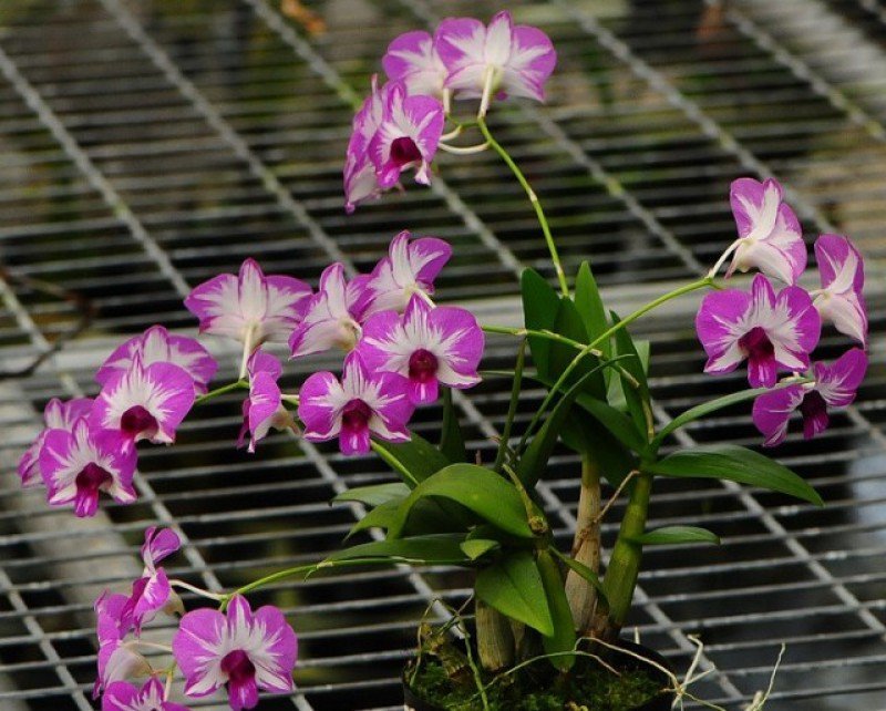 Dendrobium Enobi Stripe Pink Splash x Dendrobium Enobi Stripe Violett Splash
