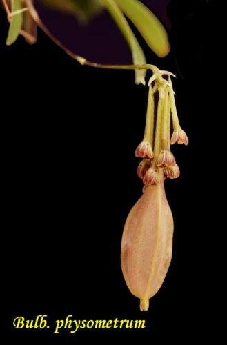 Bulbophyllum physometrum