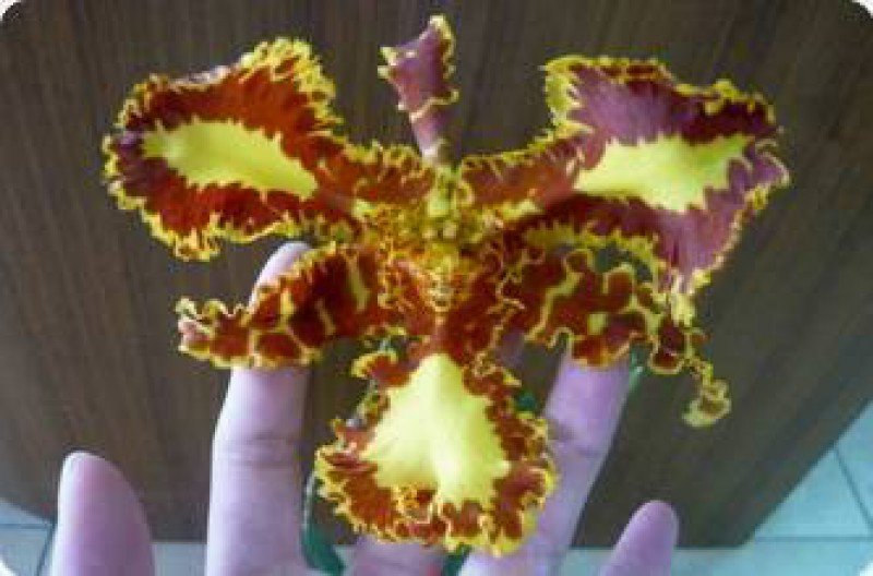 Psychopsis Mariposa Three Lip
