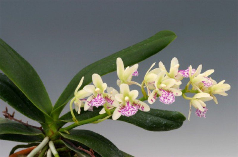 Sedirea japonica "Big"