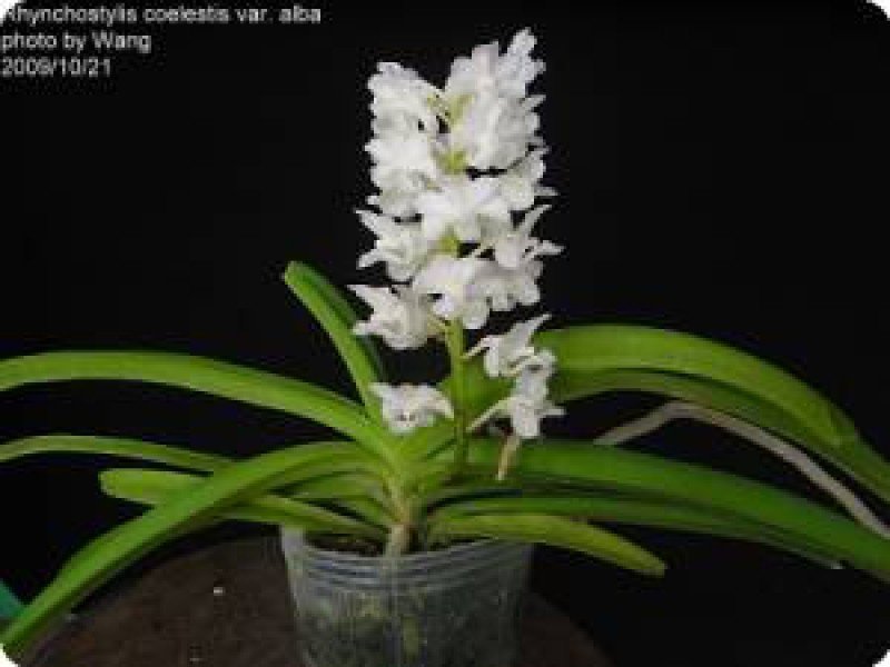 Rhynchostylis coelestis "Alba"