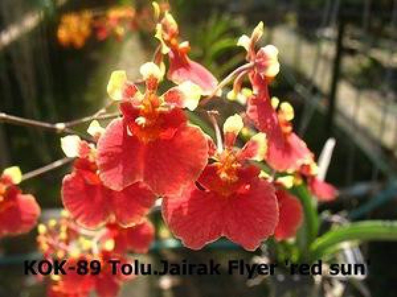 Tolumnia Jairak Rainbow "Red Sun"