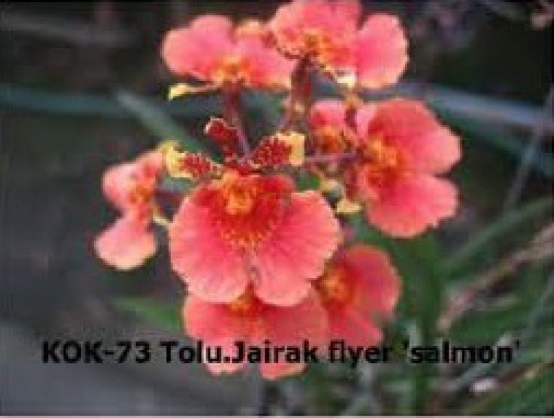 Tolumnia Jairak Flyer "Salmon"