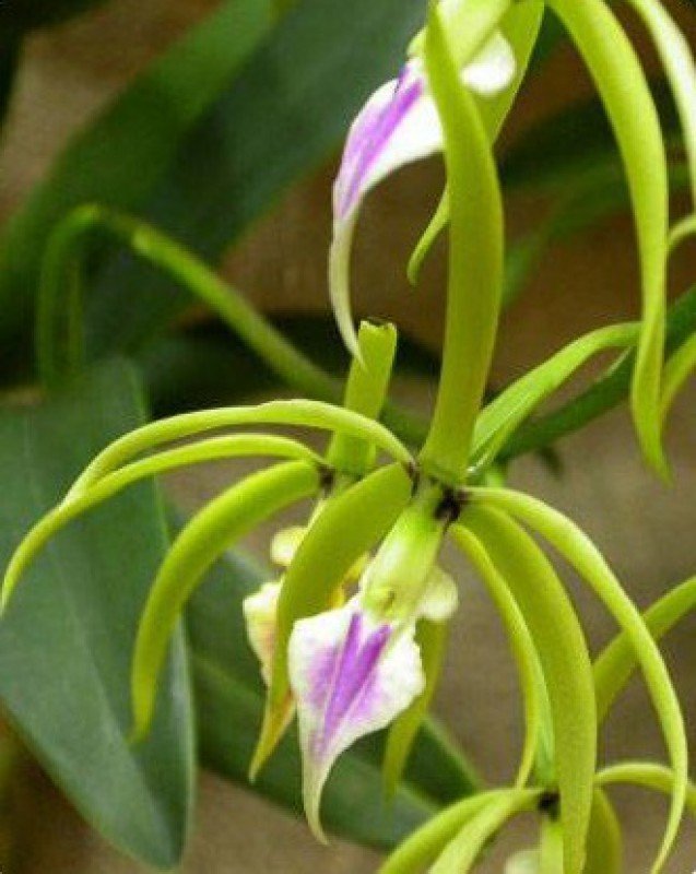 Encyclia ionocentra "Big Plant"
