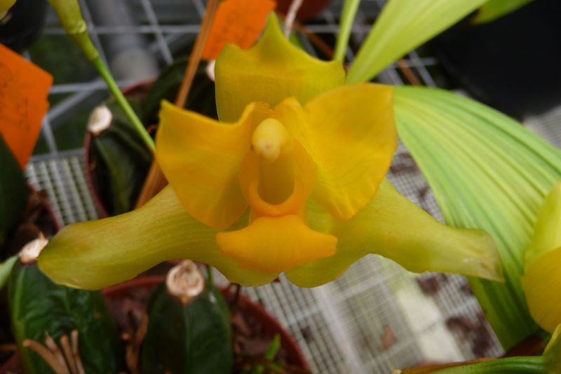 Lycaste consobrina "Groß"