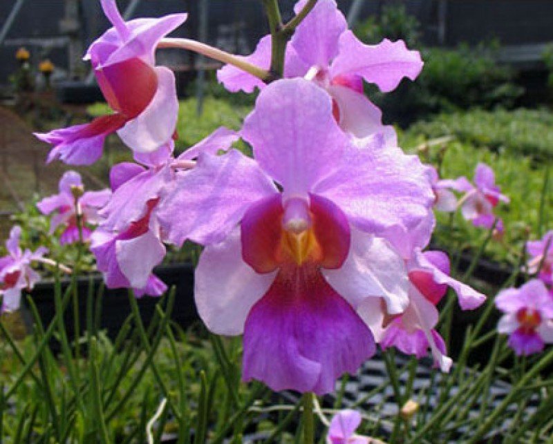 Papilionanda Miss Joaquim