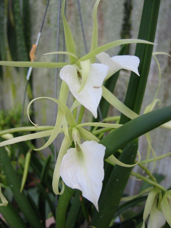 Brassavola nodosa "Big Plant"