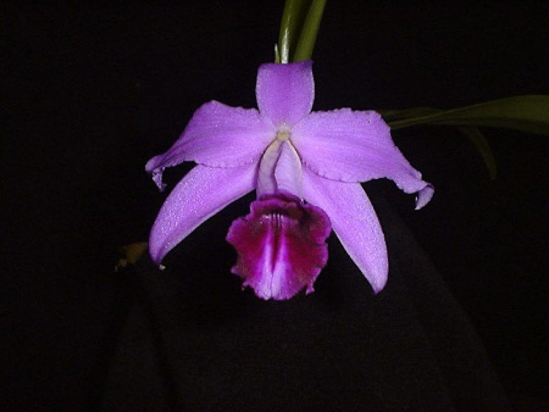 Laelia pumila