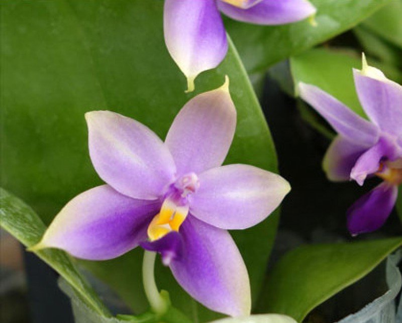 Phalaenopsis bellina "Blue"