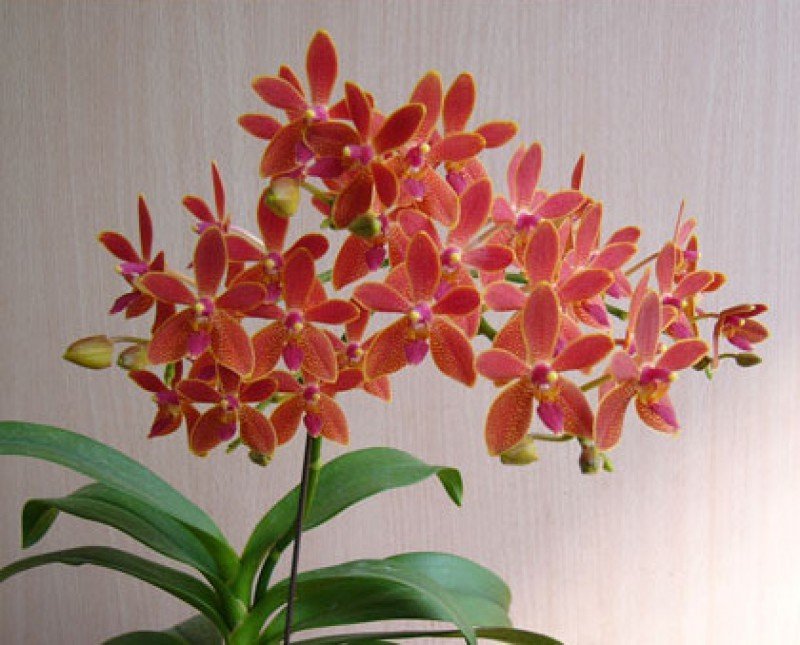 Phalaenopsis equestris x Renanthera storiei