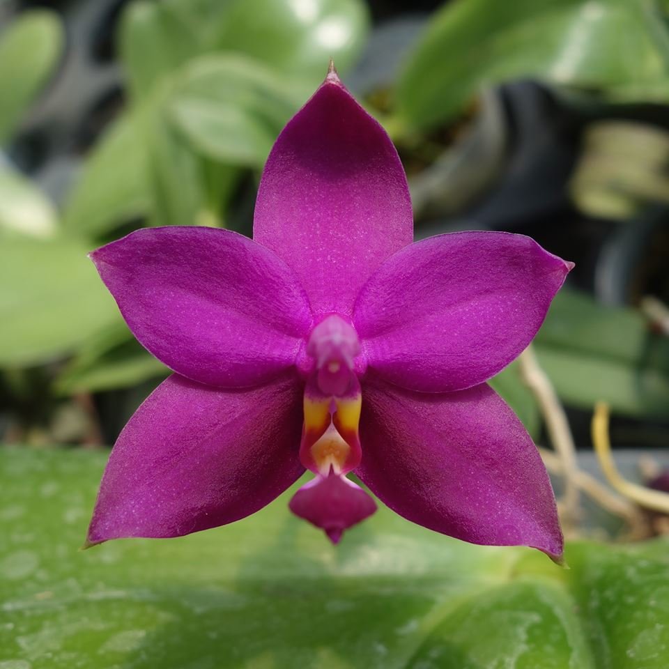 Phalaenopsis violacea Rot
