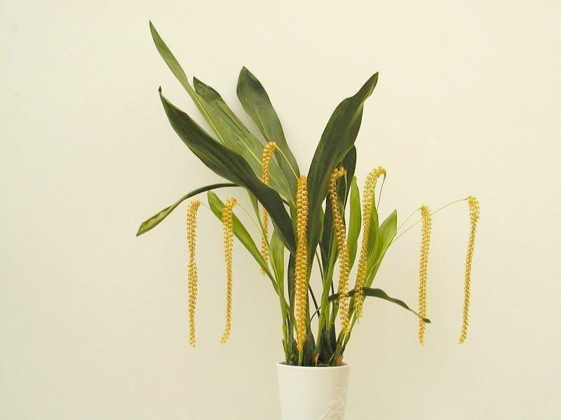 Dendrochilum magnum "Big"