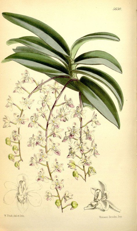 Stereochilus dalatensis