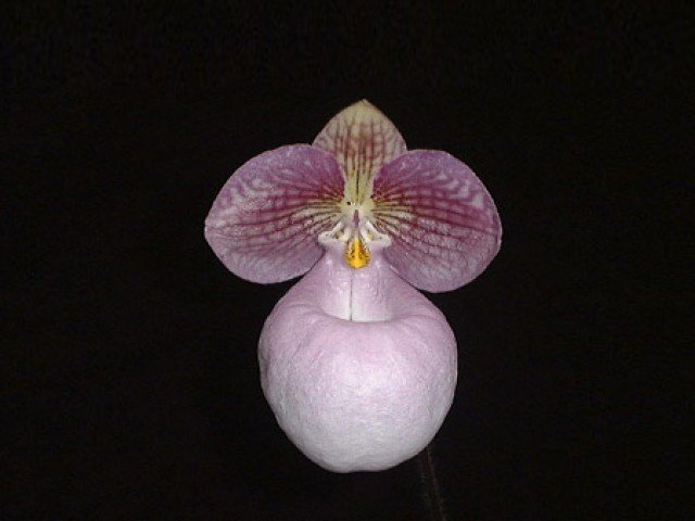Paphiopedilum micranthum
