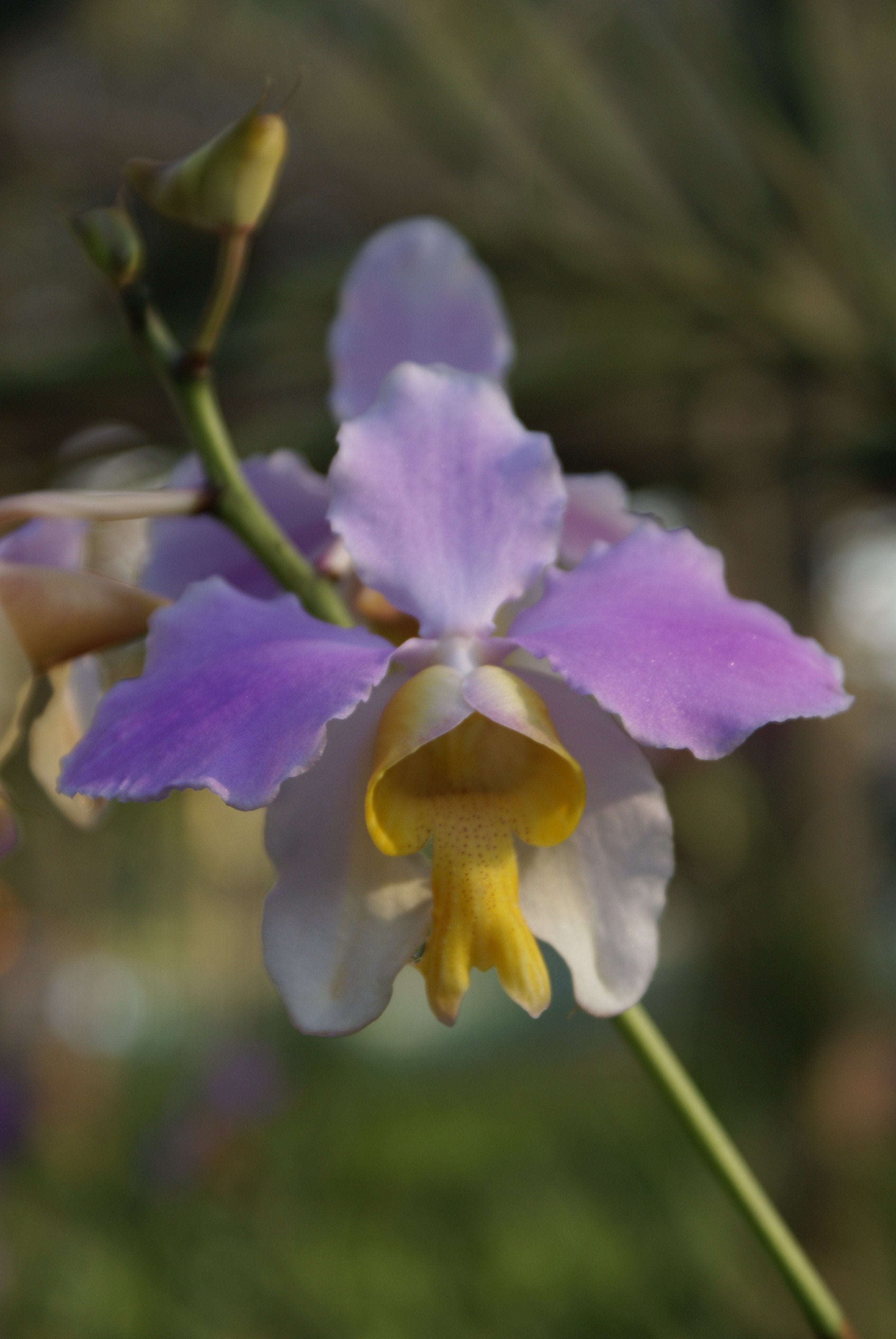 Vanda teres