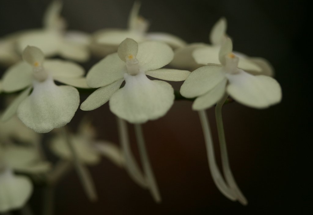 Aerangis citrata