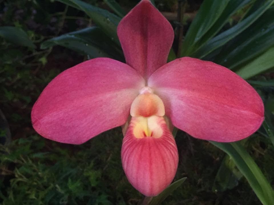 Phragmipedium Fritz Schomburg (Phrag. kovachii x Phrag. besseae) "Big Plant"