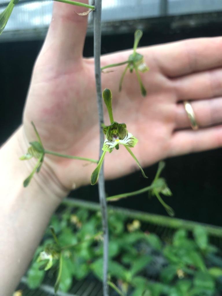 Oeceoclades spathulifera (Snake Orchid)