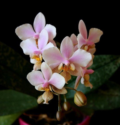 Phalaenopsis Philadelphia (stuartiana x schilleria)