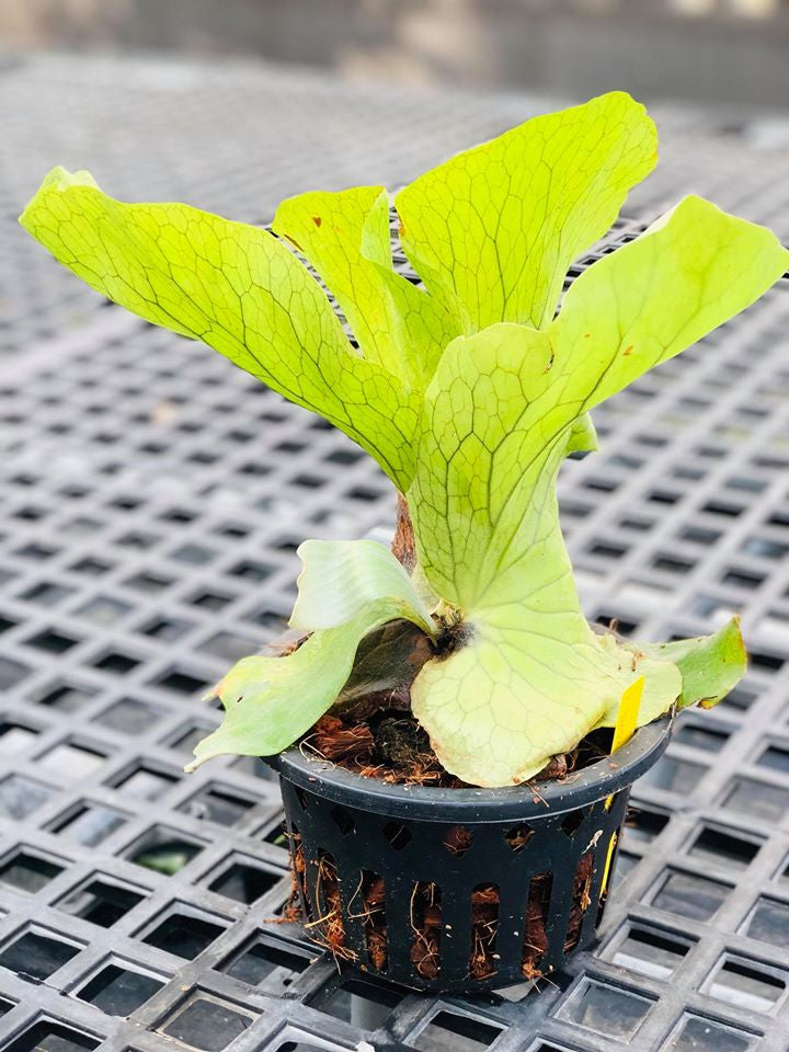 Platycerium Neptune (P. stemaria x P. elephantotis)