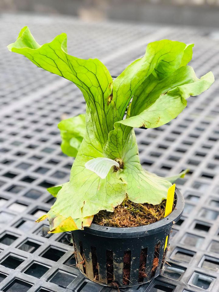 Platycerium Neptune (P. stemaria x P. elephantotis)  ''Big Plant''