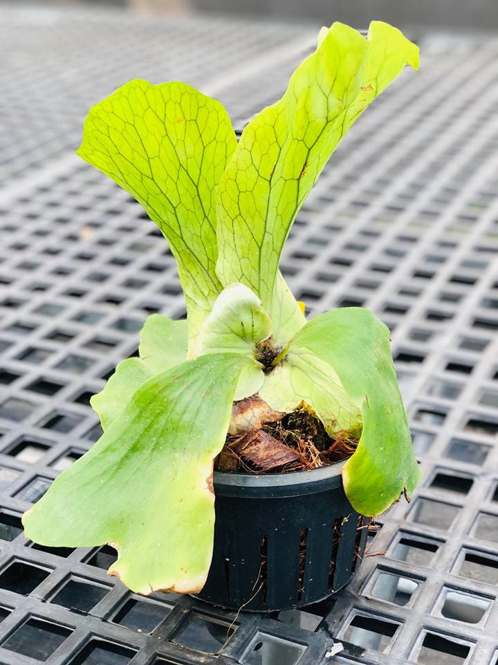 Platycerium Neptune (P. stemaria x P. elephantotis) ''Big Plant''