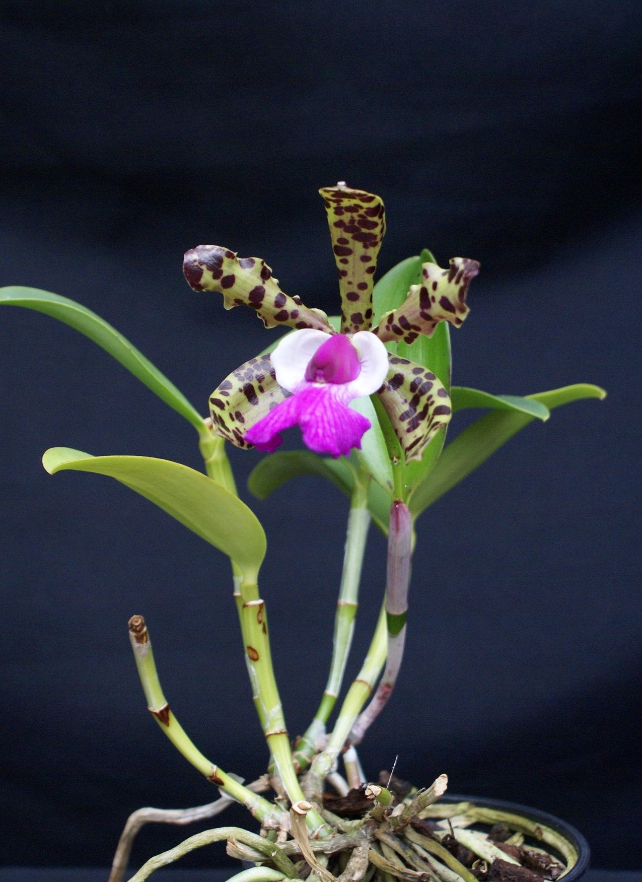 Cattleya aclandiae "4N Type" "Big"