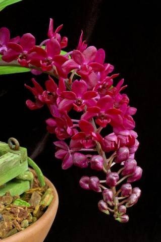 Rhynchostylis gigantea "Red"