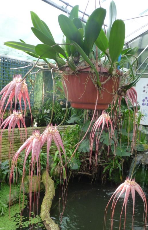Bulbophyllum Elisabeth Ann Buckelberry