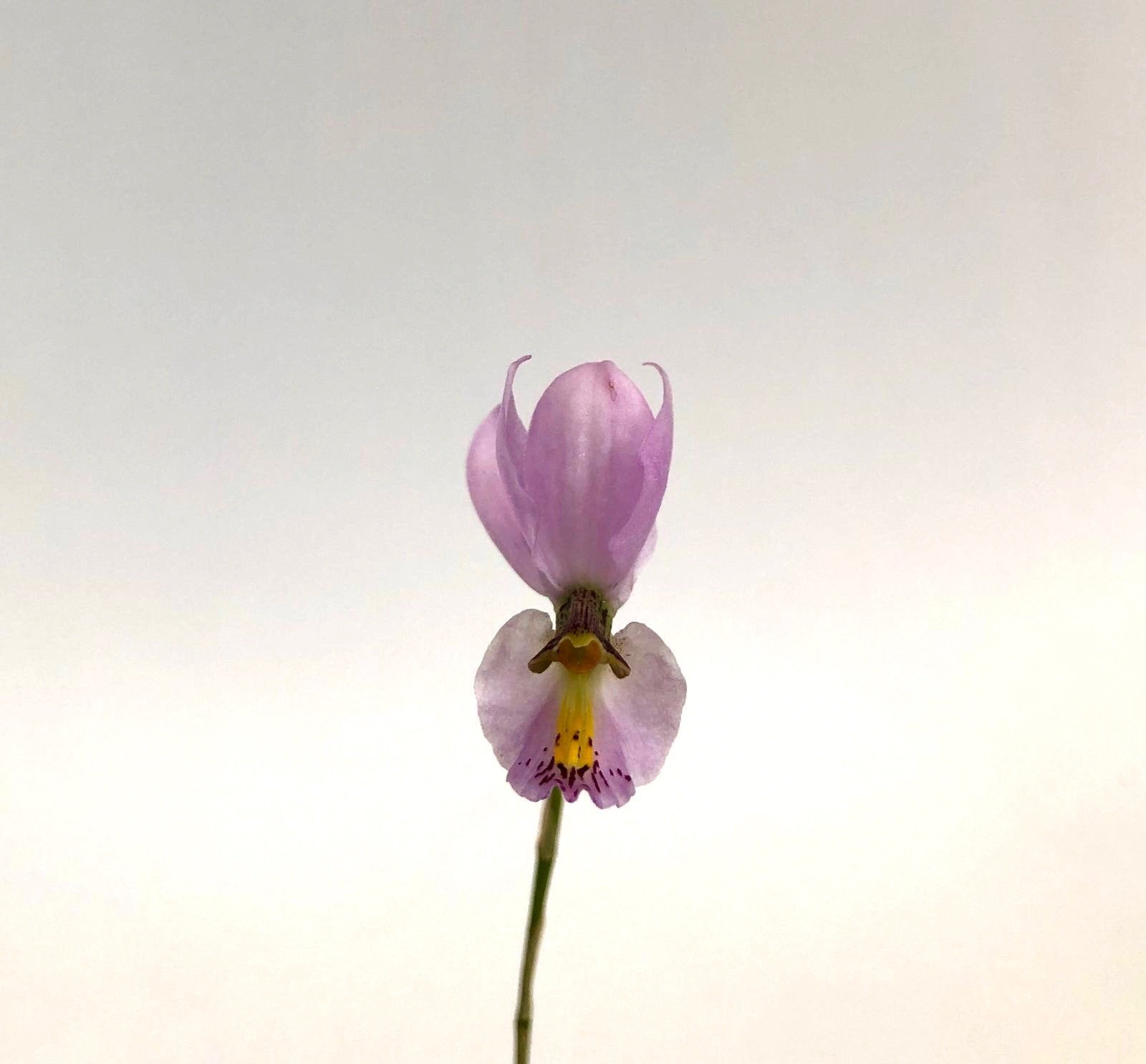 Barkeria whartoniana