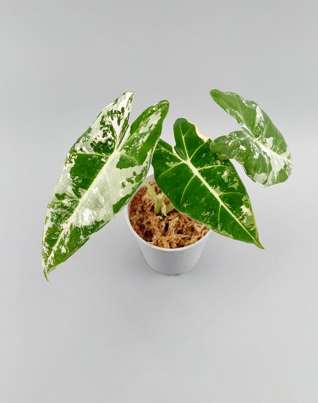 Alocasia Frydek variegata albo 'small'
