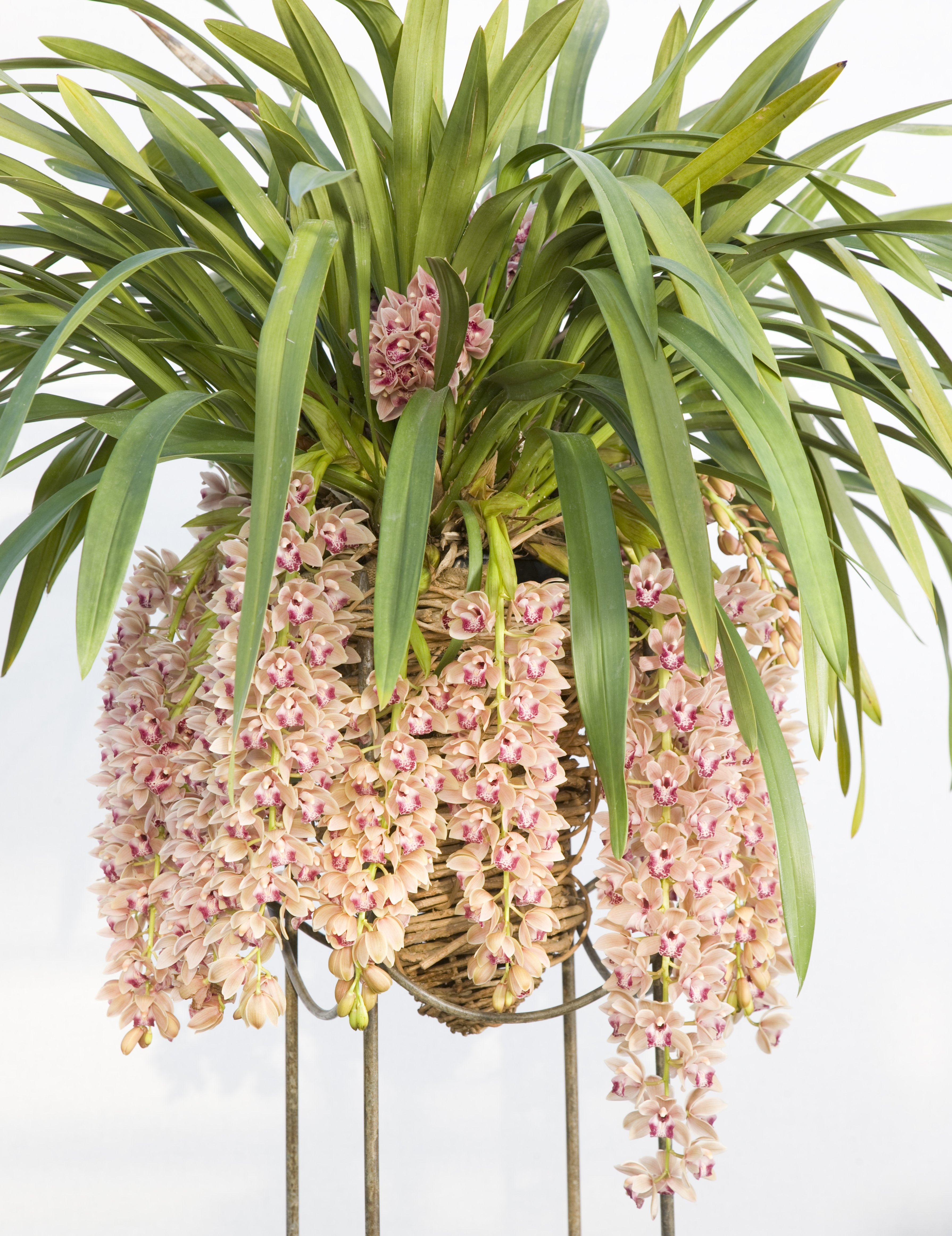 Cymbidium Mary Green "Spring Wind"