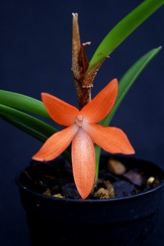 Ceratostylis rubra "Big Plant"