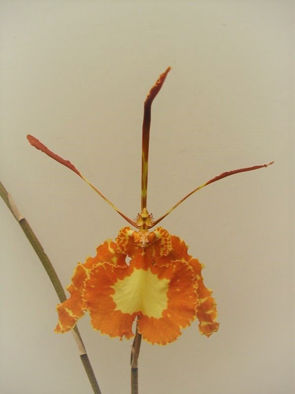Psychopsis papilio