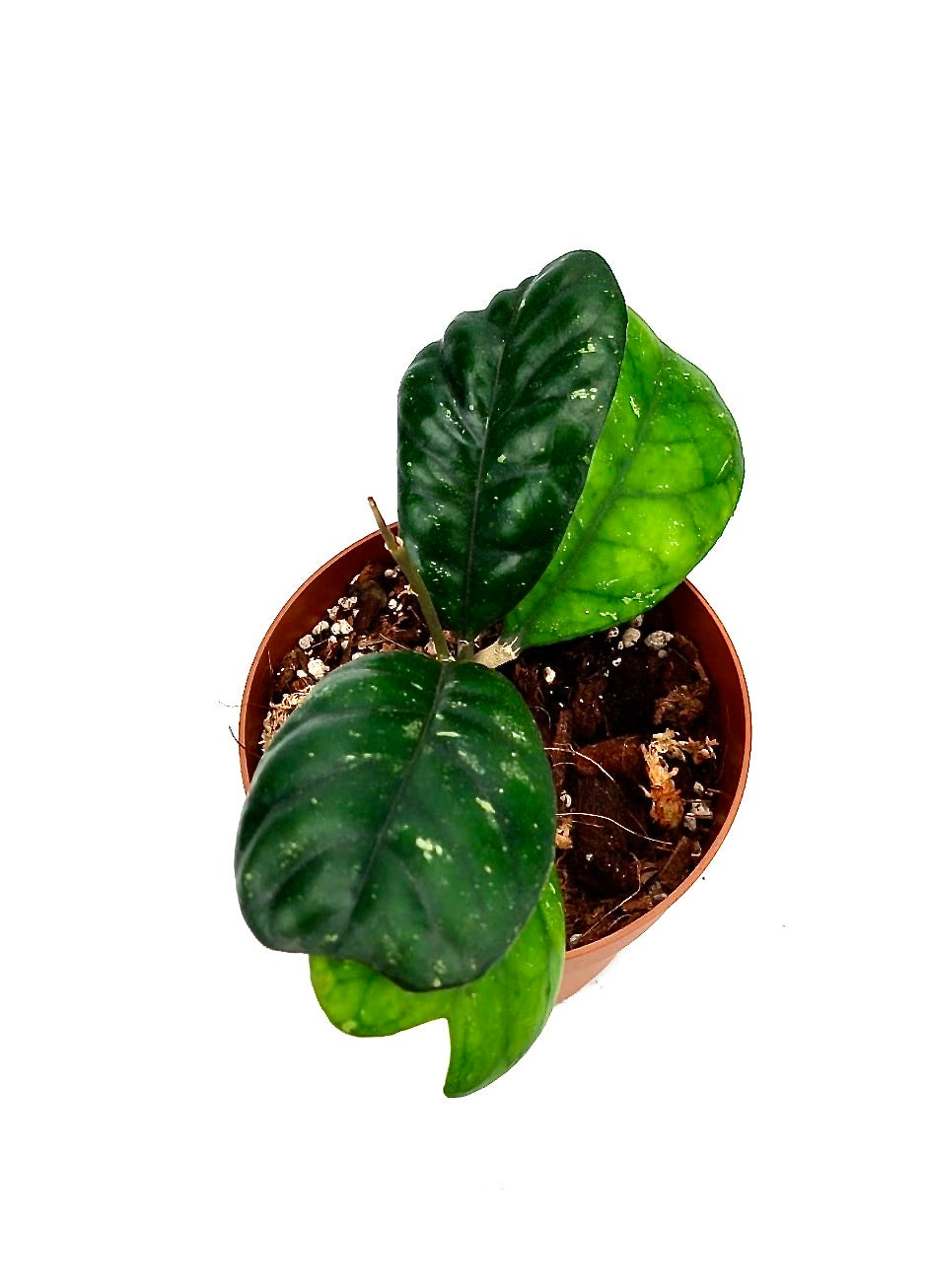Hoya deykeae (4-6 Leaves)