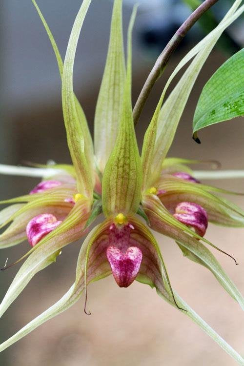 Bulbophyllum binnendijkii (Schnitt 1 Blatt)