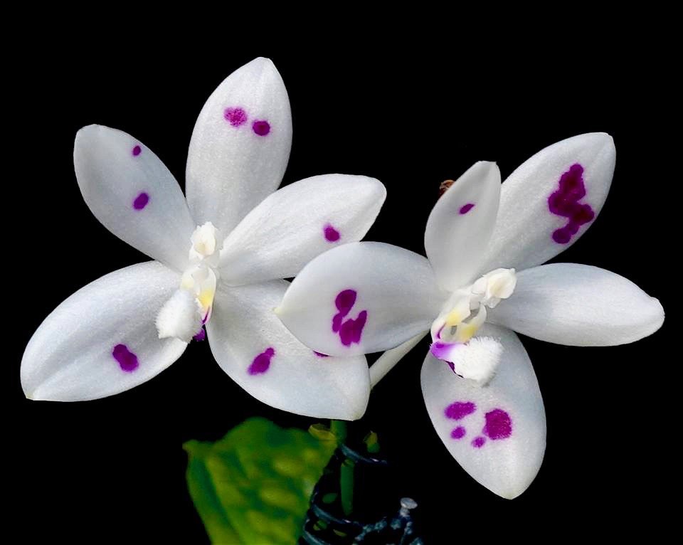 Phalaenopsis speciosa "Spot #1"