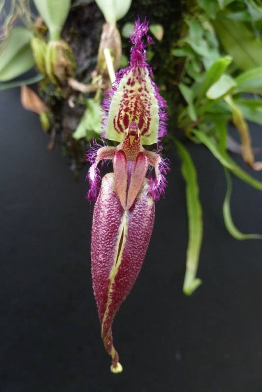 Bulbophyllum (Mastigion) fascinator