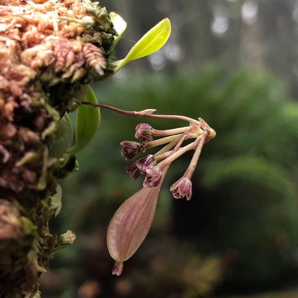 Bulbophyllum physometrum